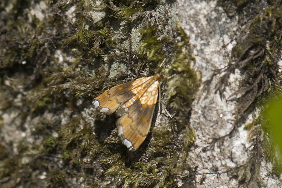 Chi ? - Agrotera nemoralis